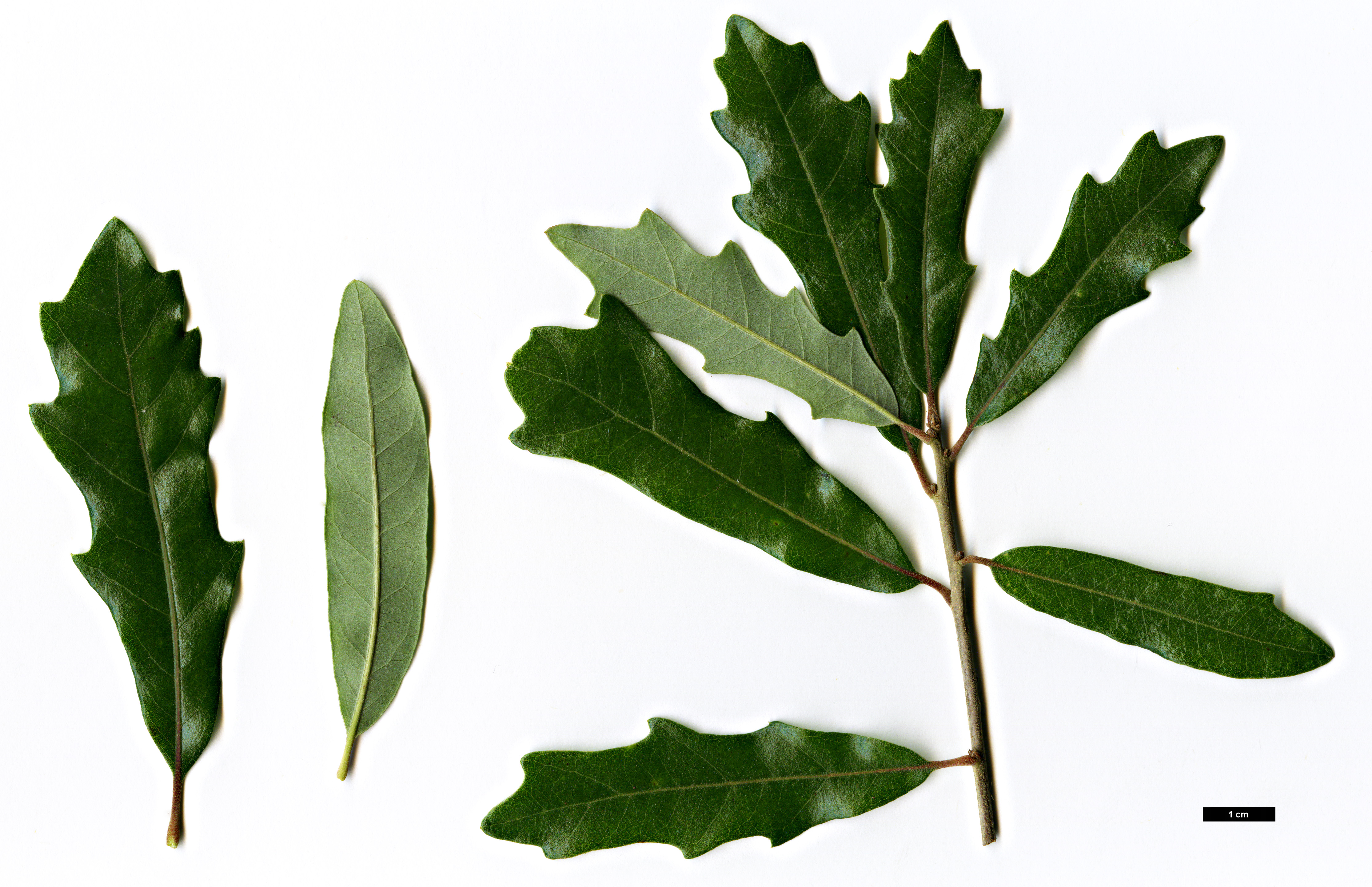 High resolution image: Family: Fagaceae - Genus: Quercus - Taxon: ×comptoniae (Q.lyrata × Q.virginiana)